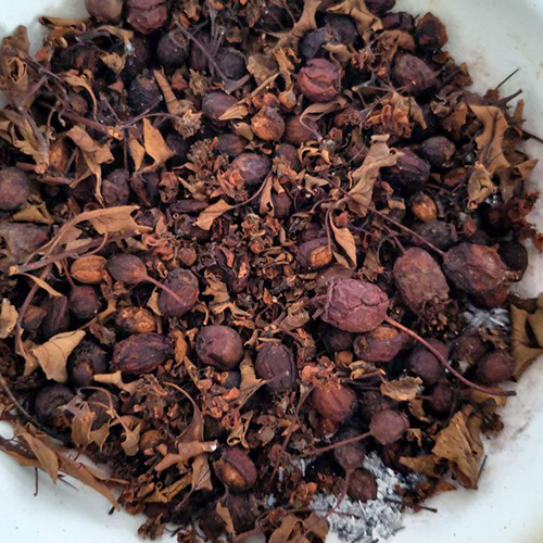 Getrockneter Weissdorntrester