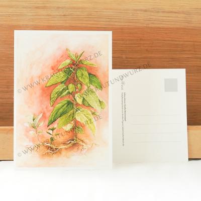 Postkarte - Große Brennnessel