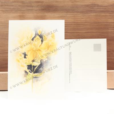 Postkarte - Echtes Johanniskraut