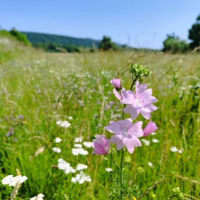Zarte Wiesenschönheit